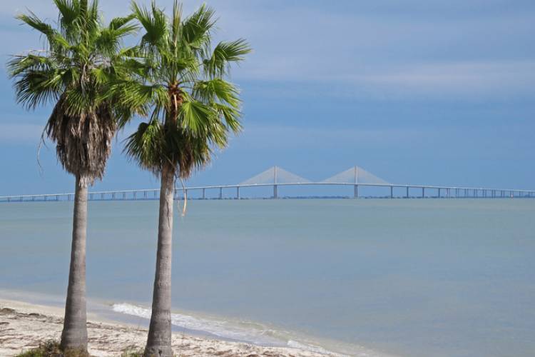 Two palm trees with the Tampa Bay Skyway Bridge in the background.