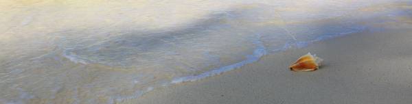 A conch shell sitting in the surf.