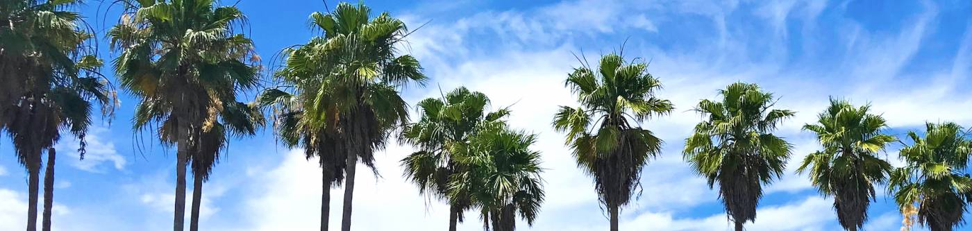 A line of palm trees.