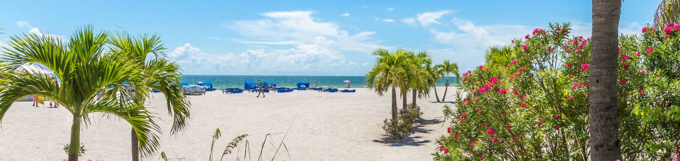 Palm trees and pink flowers on a beach with the ocean on the horizon.